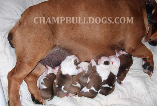English Bulldog puppies